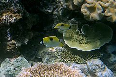 Chaetodon unimaculatus