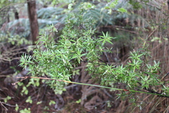 Leucopogon fasciculatus