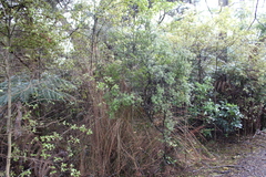 Leucopogon fasciculatus