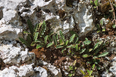 Asplenium ceterach