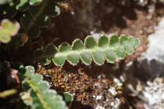 Asplenium ceterach