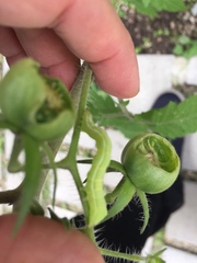 Helicoverpa armigera