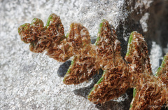 Asplenium ceterach