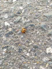 Coccinella