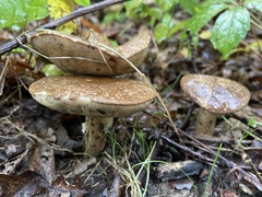 Xanthoconium affine reticulatum