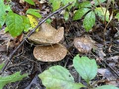 Xanthoconium affine reticulatum