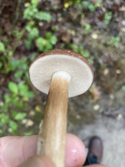 Xanthoconium affine reticulatum