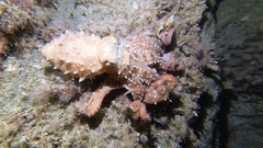 Callistoctopus macropus