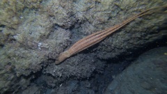 Callistoctopus macropus