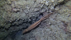 Callistoctopus macropus
