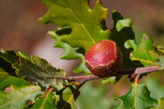 Andricus quercustozae