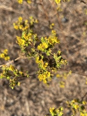 Deinandra fasciculata