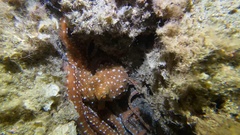 Callistoctopus macropus