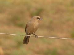 Agelaioides badius