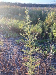 Dittrichia graveolens
