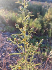 Dittrichia graveolens