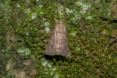 Condica illecta