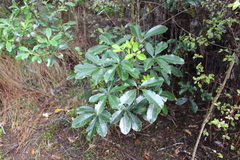Pseudopanax arboreus