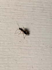 Pimpla pedalis