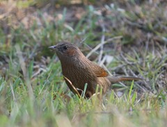 Trochalopteron lineatum