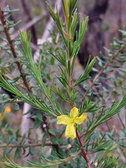 Hibbertia stricta