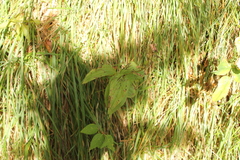 Epipactis