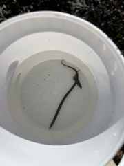 Nerophis lumbriciformis