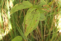 Epipactis