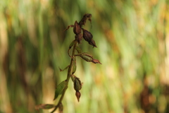 Epipactis