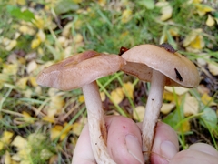 Armillaria borealis