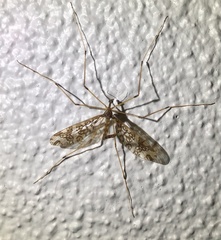 Mischoderus annuliferus