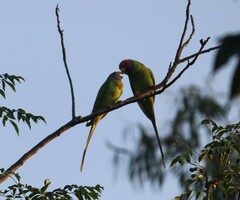 Psittacula cyanocephala