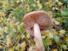 Armillaria borealis