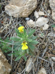 Ajuga iva