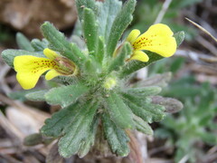 Ajuga iva