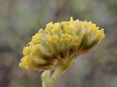 Rhodanthe tietkensii