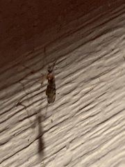Sylvicola fenestralis
