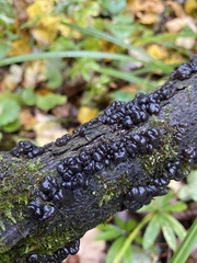 Exidia glandulosa