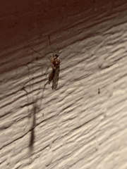 Sylvicola fenestralis