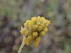 Rhodanthe tietkensii