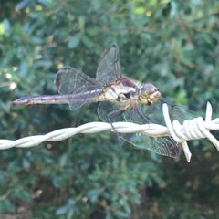 Libellula incesta