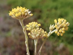 Rhodanthe tietkensii