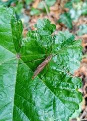 Tipula paludosa