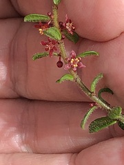Phyllanthus hirtellus