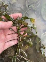 Potamogeton illinoensis