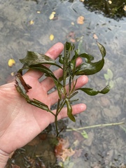 Potamogeton illinoensis