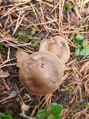 Paxillus involutus