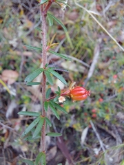 Micrantheum ericoides