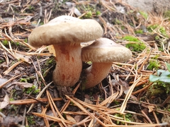 Paxillus involutus