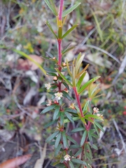 Micrantheum ericoides